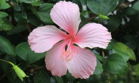 Green Calm Vibes xohbxtfu8bg-445x265 Nature Therapy: Forest Bathing and Other Outdoors Practices for Calm  