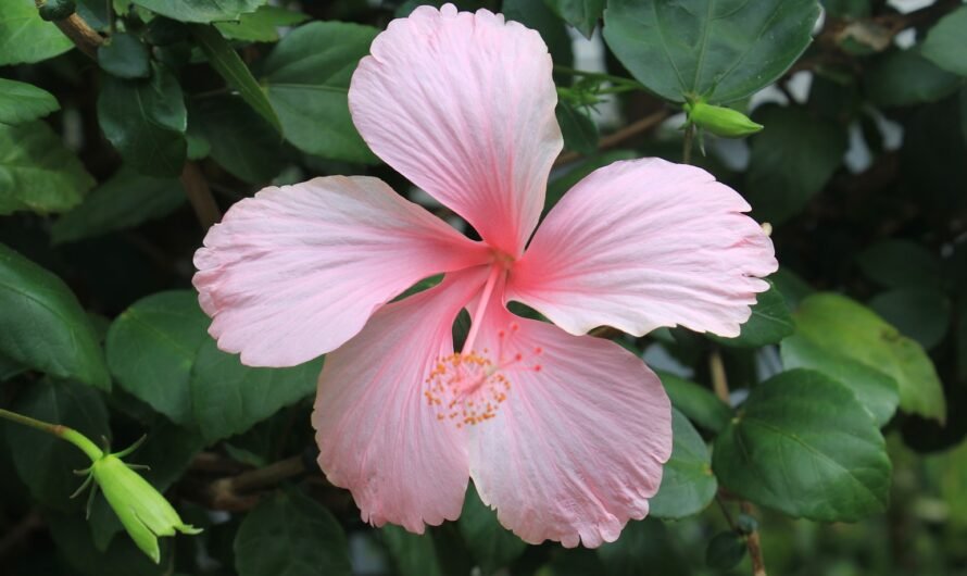 Green Calm Vibes xohbxtfu8bg-890x530 Nature Therapy: Forest Bathing and Other Outdoors Practices for Calm  